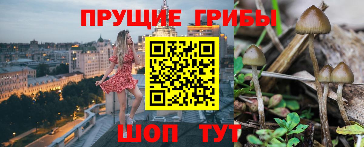 Галлюциногенные грибы GOLDEN TEACHER  Вход с VPN  Галлюциногенные грибы прущие грибы  Ростов-на-Дону 